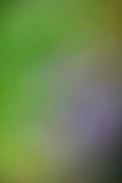Abstract soft focus green and purple gradient background with copy space Stock Photos