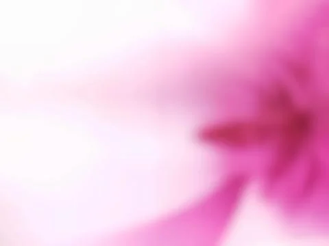 Abstract soft pink blurred background with subtle color gradient Stock Photos