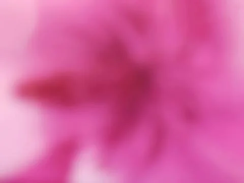 Abstract soft pink blurred background with subtle color gradient Stock Photos