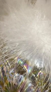 Abstract soft white fluffy texture over glittering rainbow light spectrum r.. Stock Photos