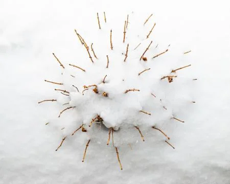 Abstract Sparse Bush Covered in Snow Foto stock