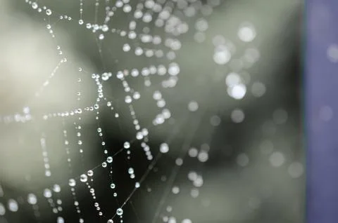 Abstract spider web dew Stock Photos