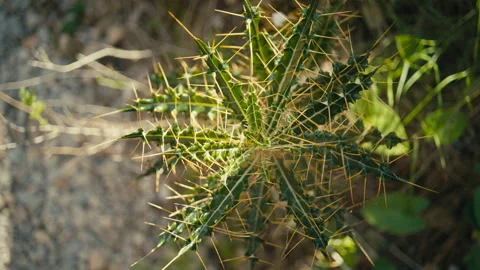 Abstract Spiky Plant Pattern In Warm Sunlight Stock Footage 333763681