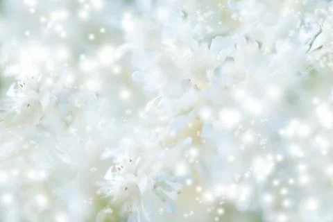 Abstract spring background with blurred white flowers, easter floral image Stock Photos