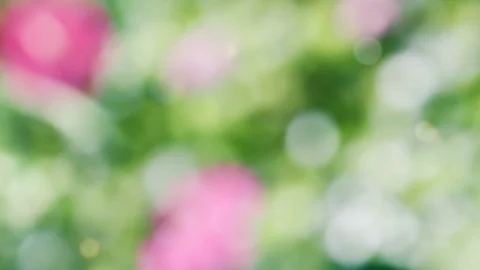 Abstract spring background with bokeh Stock Footage 103292438