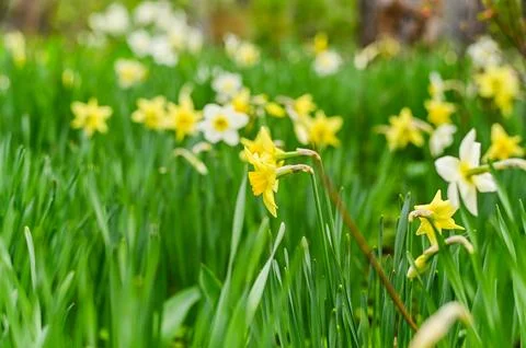 Abstract spring background with yellow daffodil flowers. Stock Photos
