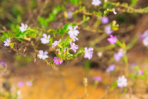 Abstract spring blossom background. Foto stock