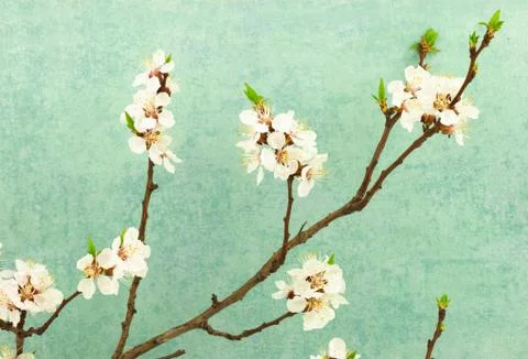 Abstract spring border background with blooming branch Stock Photos