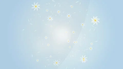Abstract Spring Daisy Flowers Falling Animation on Light Blue Gradient Back.. Stock Footage 346659526