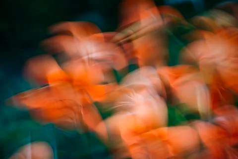 Abstract spring flowers in motion background,Abstract spring flowers in motio Stock Photos