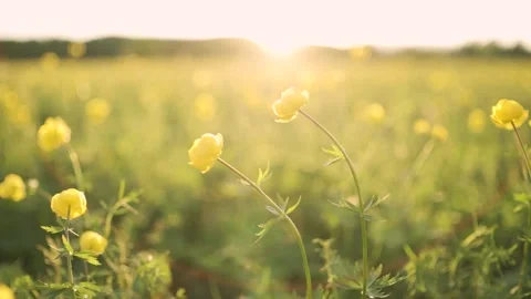Abstract spring flowers swaying in the wind background. Shallow DOF Stock Footage 132785476