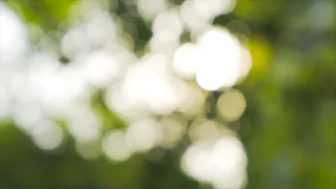 Abstract spring forest background with sunlit bokeh and gentle green foliage Stock-Footage 347061989