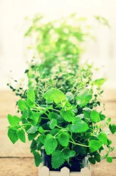 Abstract spring or summer concept. Organic herbs (melissa, mint, thyme, basil Stock Photos