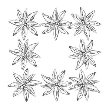 Abstract square frame of outline drawing star anise with copyspace. Herbs And 스톡 일러스트