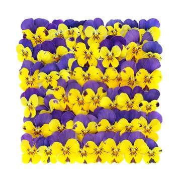 Abstract Square Shape Pansy Flower Design Stock Photos