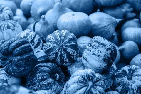 Abstract squash background Stock Photos