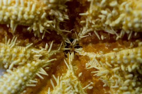 Abstract Starfish Stock-Fotos