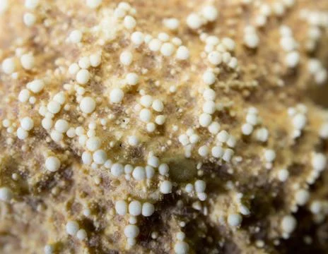 Abstract Starfish Stock Photos