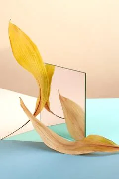 Abstract still life using a mirror and dry leaves. Stock Photos