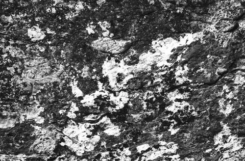 Abstract Stone Texture Background. Black and White Pattern. Organic Texturized Foto stock