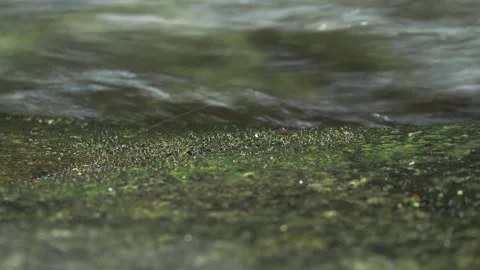Abstract stream water flowing over moss covered stone in tropical forest macro s 스톡 동영상 334518477