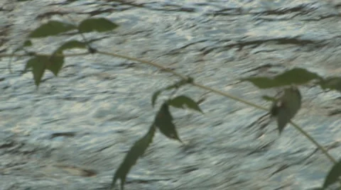 Abstract streamlines of water and reflections on lake with rack focus on leaves Stock Footage 881716