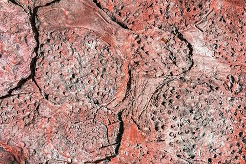 Abstract structure stone background. Plant texture. Banner. Stock Photos