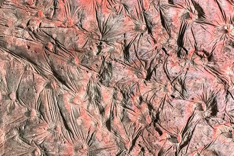 Abstract structure stone background. Plant texture. Banner. Stock Photos