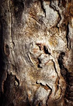 Abstract structures on an old tree trunk Stock Photos