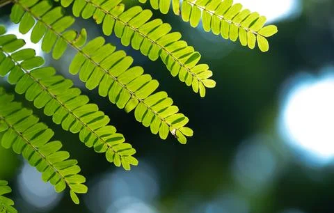 Abstract stunning green leaf texture, tropical leaf foliage nature green ba.. Stock Photos