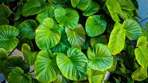 Abstract stunning green leaf texture, tropical leaf foliage nature dark gre.. Stock Photos