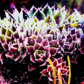 Abstract Succulent Illustration Stock Illustration