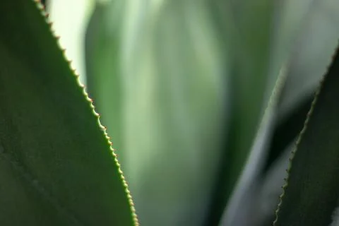 Abstract succulent or cactus background with curved spiny leaves in soft ligh Foto stock