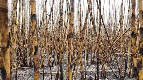 Abstract Sugarcane field after burn Stock Footage 264722276