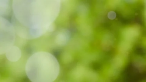 Abstract summer background with bokeh Stock Footage 111612440