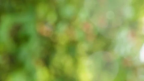 Abstract summer background with bokeh Stock Footage 114410509