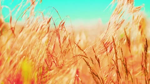 Abstract summer background of golden grass field bokeh 库存影片 338309339