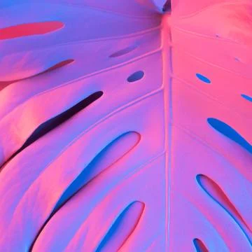 Abstract summer background of monstera leaf lit with purple neon light Stock Photos