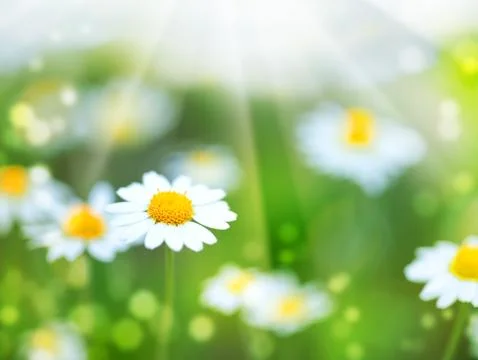 Abstract summer backgrounds with daisy flowers Ilustración de archivo