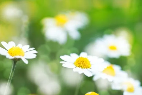 Abstract summer backgrounds with daisy flowers Ilustración de archivo