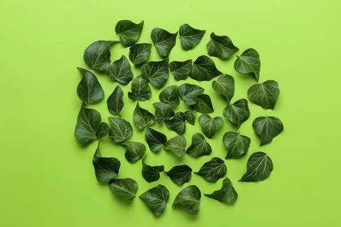 Abstract summer composition of beautiful green ivy leaves on a bright green b Foto stock