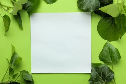 Abstract summer composition. Blank for text and beautiful green ivy leaves on Stock Photos