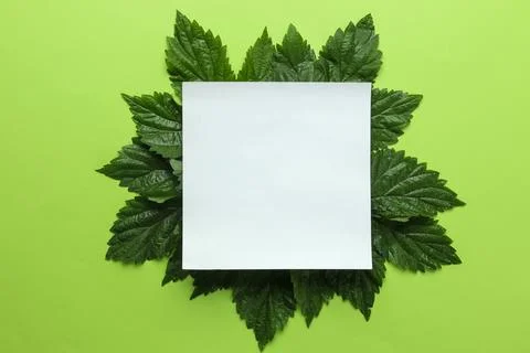 Abstract summer composition. Blank for text and beautiful green leaves on a b Stock Photos