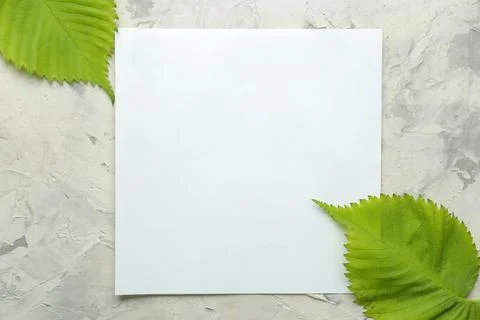 Abstract summer composition. Blank for text and beautiful green leaves on a l Stock Photos