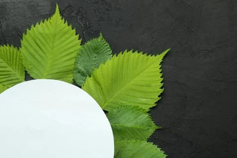 Abstract summer composition. Blender for text and beautiful green leaves on a Stock Photos