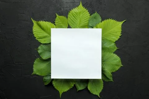 Abstract summer composition. Blender for text and beautiful green leaves on a Stock Photos