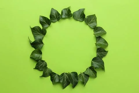 Abstract summer composition. frame of beautiful green ivy leaves and twig on Stock Photos