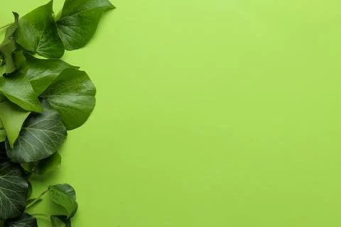 Abstract summer composition. frame of beautiful green ivy leaves and twig on Stock Photos