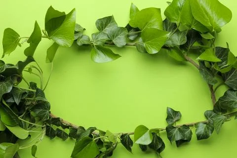 Abstract summer composition. frame of beautiful green ivy leaves and twig on Foto stock