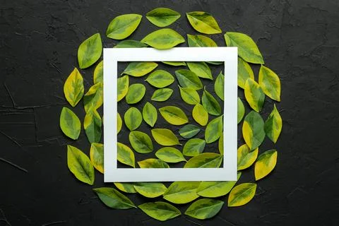 Abstract summer composition. Frame for text from beautiful green leaves on a Stock Photos